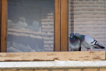 Couple of pigeons kissing in a window. Bird series.