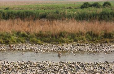 Tigress Paro and cub at Ramganga river in beautiful habitats, Jim Corbett