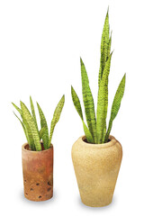 Sansevieria or snake plant in pot isolated on white background