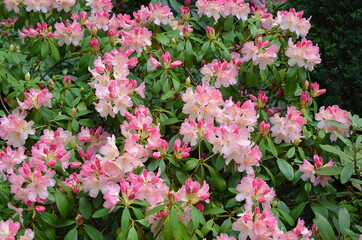 Różowe wielkie krzaki kwitnących rododendronów, Rhododendron © Ewa