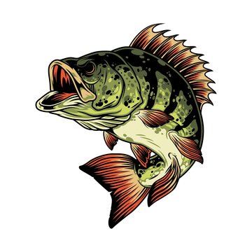 Colorful angry perch fish template