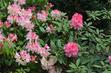 Różowe wielkie krzaki kwitnących rododendronów, Rhododendron © Ewa