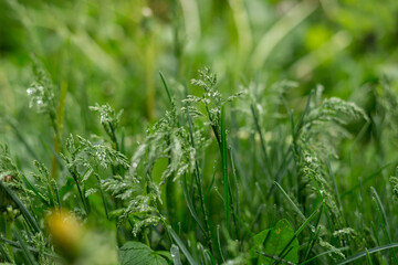 Young green grass covered by dewdrops. Fresh spring foliage background.