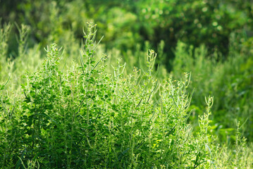 Fresh green plants grasses , background in forest ,Selective focus with nature light