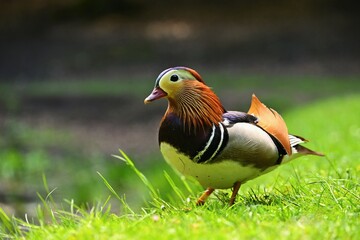 Beautiful mandarin ducks. Animals in the wild. Natural colorful background.