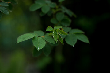 Fototapeta na wymiar Green leaves of a rose bush covered by dewdrops. Fresh spring foliage background.
