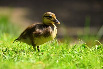 Duckling. Mandarin duckling cub. Beautiful young water bird in the wild. Colorful background.