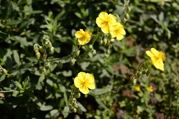 Closeup Helianthemum nummularium known as common rock-rose with blurred background in garden