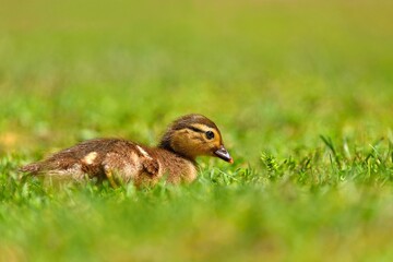 Duckling. Mandarin duckling cub. Beautiful young water bird in the wild. Colorful background.