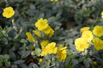 Closeup Helianthemum nummularium known as common rock-rose with blurred background in garden
