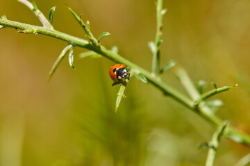 The ladybugs have woken up after the winter