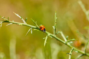 The ladybugs have woken up after the winter