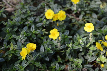 Obraz premium Closeup Helianthemum nummularium known as common rock-rose with blurred background in garden
