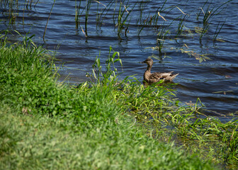 duck in the water