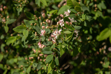white flowers in the garden