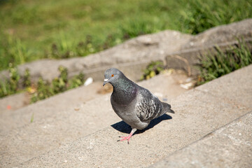 pigeon on the ground