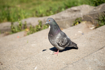 pigeon in the city