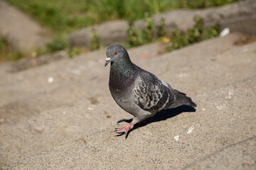 pigeon on the ground