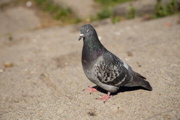 pigeon on the ground