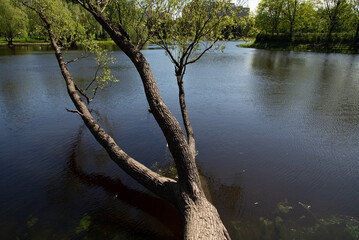 lake in the forest