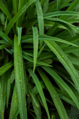 Long Green leaves of a lily covered by dewdrops. Fresh spring foliage background.