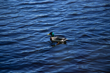 duck in the water