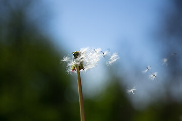 dandelion in the wind