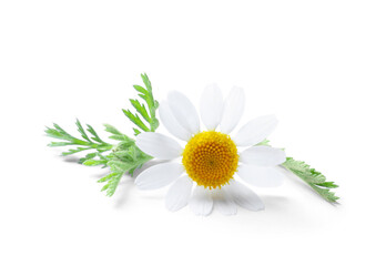 Blooming chamomile isolated on white. Beautiful flower