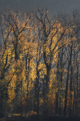 autumn in the forest