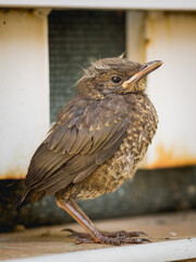 European blackbird chick that has just left the nest