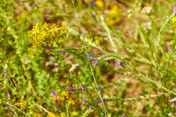 The bees are already preparing the honey of the season with fresh flowers
