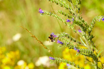 The bees are already preparing the honey of the season with fresh flowers
