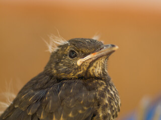 European blackbird chick that has just left the nest