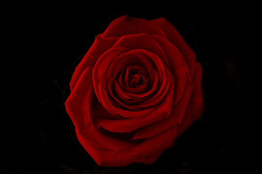 Rosa roja, muy definida sobre un fondo negro. Tipica rosa del sant jordi