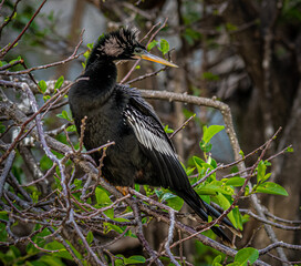 Anhingas in a tree