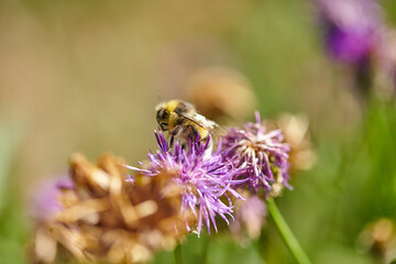 The bees are already preparing the honey of the season with fresh flowers