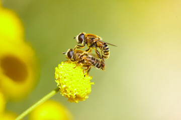 The bees are already preparing the honey of the season with fresh flowers