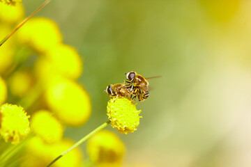 The bees are already preparing the honey of the season with fresh flowers