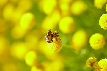 The bees are already preparing the honey of the season with fresh flowers