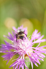 The bees are already preparing the honey of the season with fresh flowers