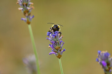 The bees are already preparing the honey of the season with fresh flowers