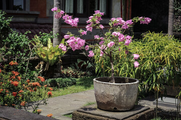 Fototapeta na wymiar Pot With Flowers for garden
