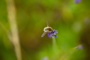 The bees are already preparing the honey of the season with fresh flowers