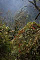 Red Rhododendron Tree in Jungle on Mountain Trail in Nepal on Annapurna Base Camp Trek
