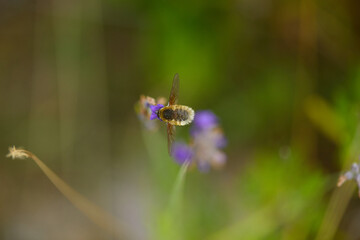 The bees are already preparing the honey of the season with fresh flowers