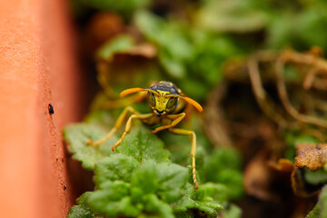 The bees are already preparing the honey of the season with fresh flowers