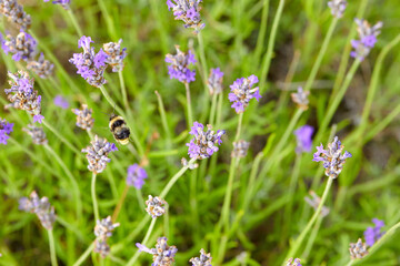 The bees are already preparing the honey of the season with fresh flowers