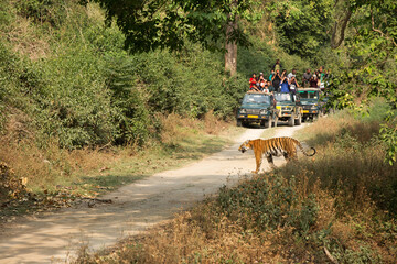 JIM CORBETT, INDIA-MAY 13: Tourists watching the Tigress Paro crossing the Sambar road along the...