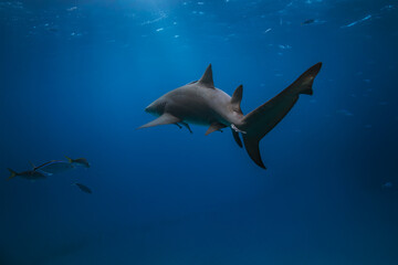 Lemon shark swimming in the Caribbean blue