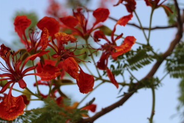 Red flowers against blue sky